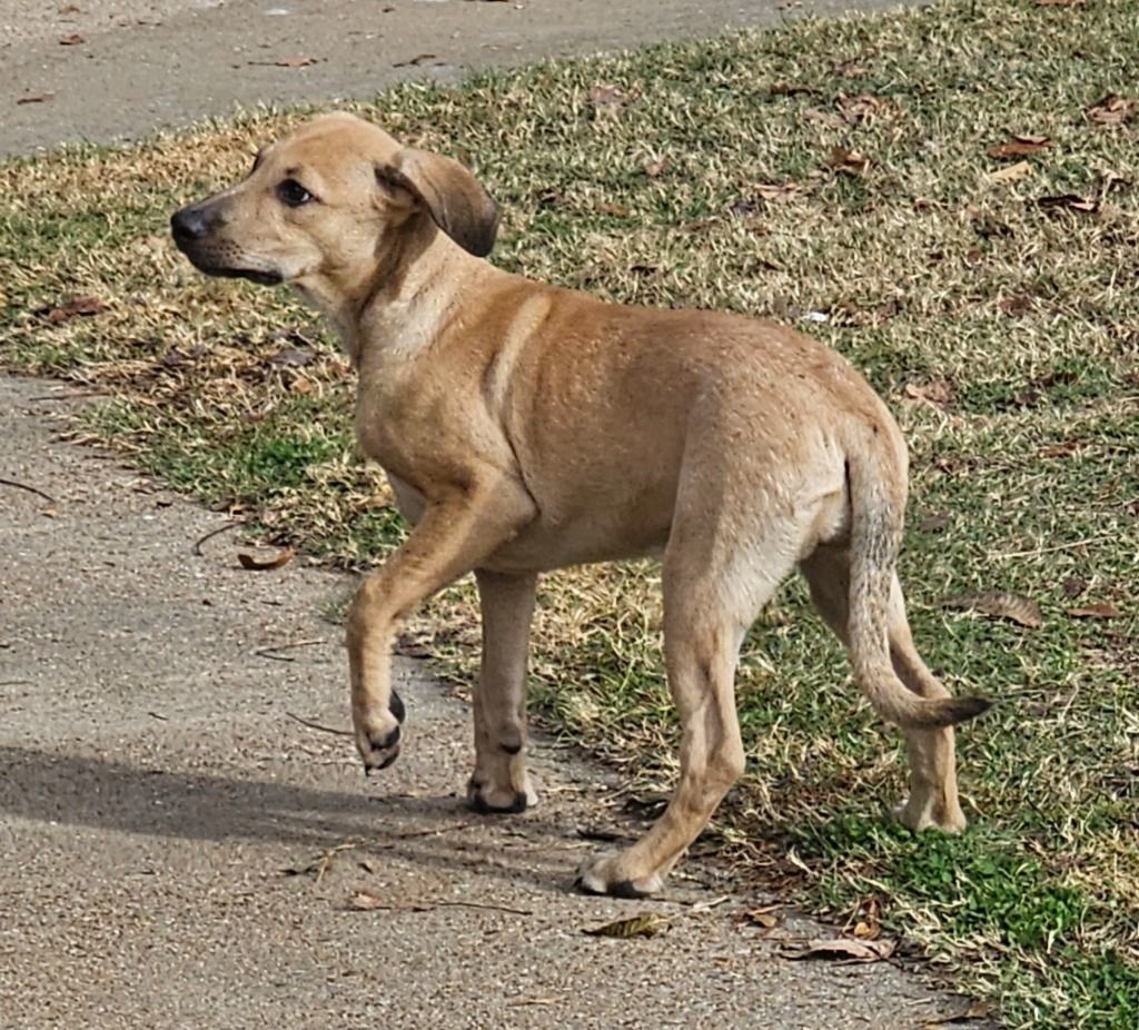 Enlarge Layne, a Adoptable mixed breed in Manchester, CT image 4/4