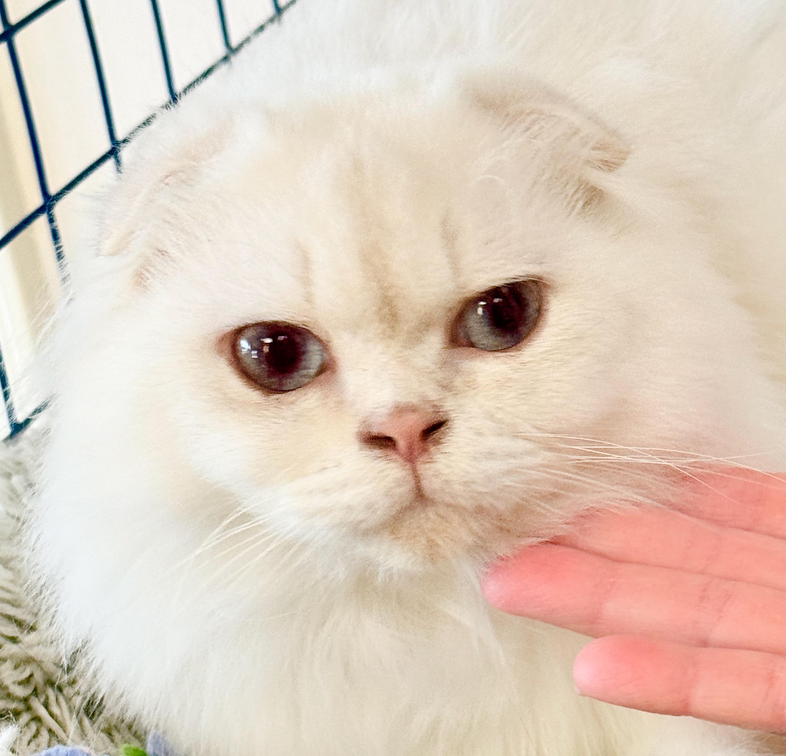 Baby Leo, a ADOPTABLE Scottish Fold in Davis, CA image 1/3