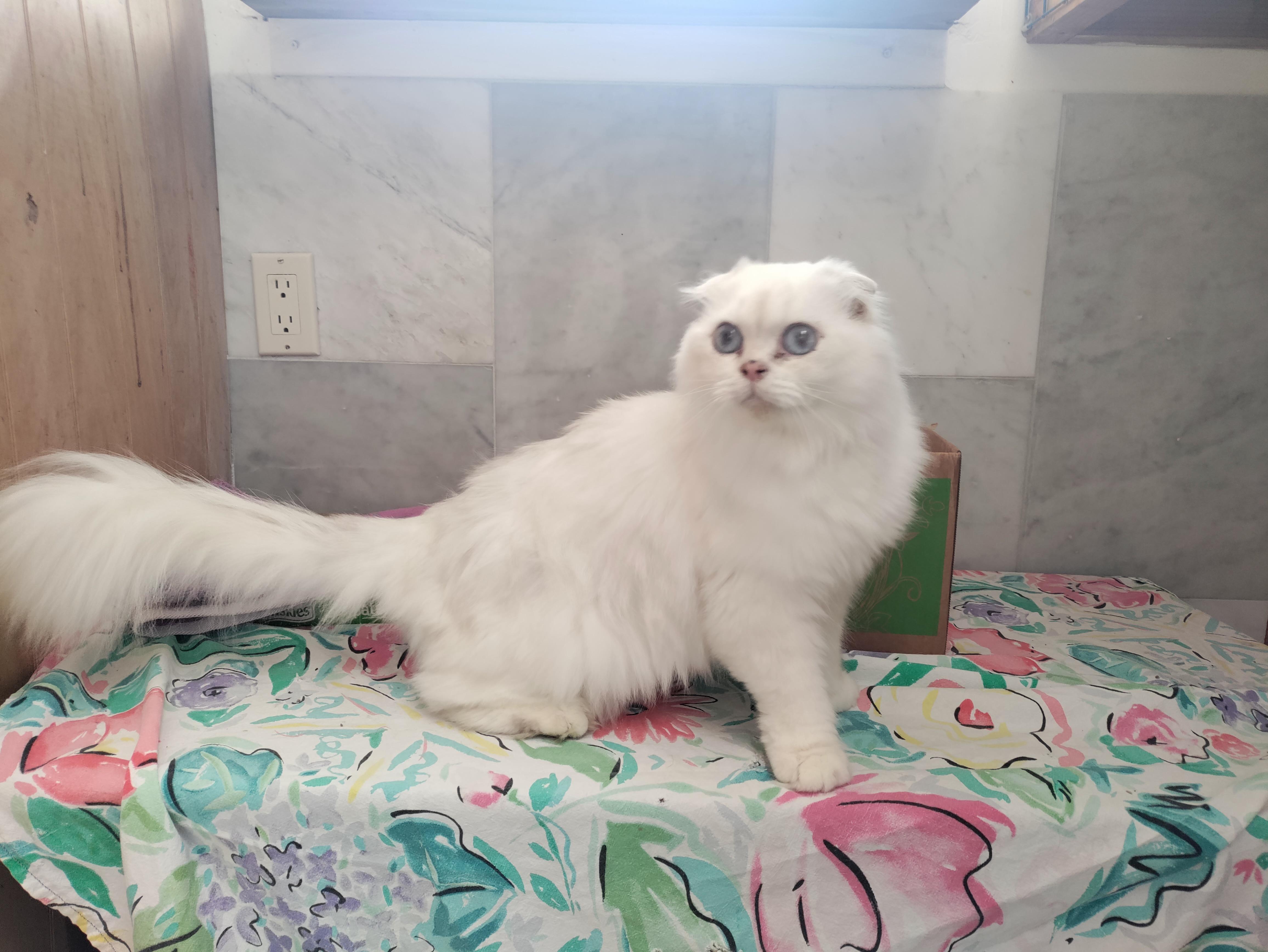 Baby Leo, a ADOPTABLE Scottish Fold in Davis, CA image 3/3