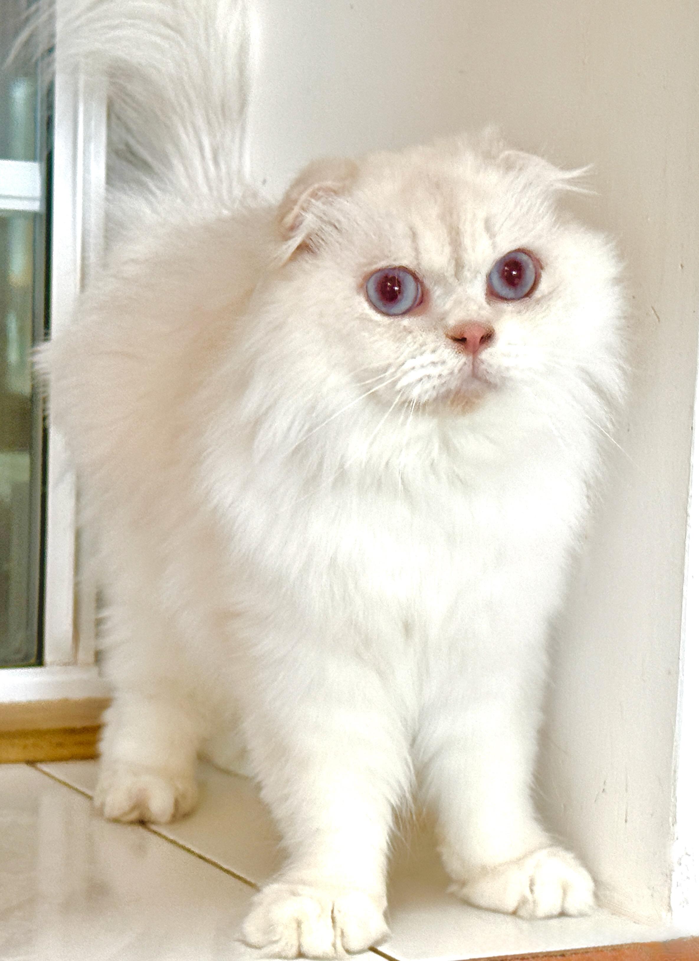 Baby Leo, a ADOPTABLE Scottish Fold in Davis, CA image 2/3