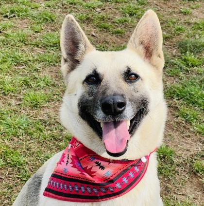 Enlarge Cersei (HW+) Fee Waived, a Adoptable mixed breed in Seneca, SC image 1/3
