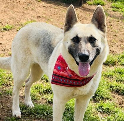 Enlarge Cersei (HW+) Fee Waived, a Adoptable mixed breed in Seneca, SC image 2/3
