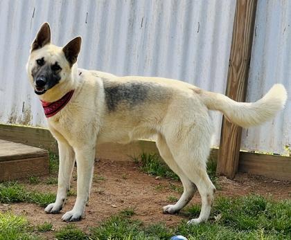 Enlarge Cersei (HW+) Fee Waived, a Adoptable mixed breed in Seneca, SC image 3/3