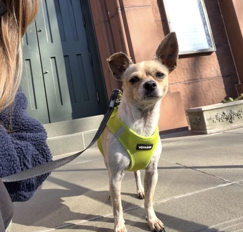 Enlarge Pete, a Adoptable Chihuahua in Brooklyn, NY image 2/6