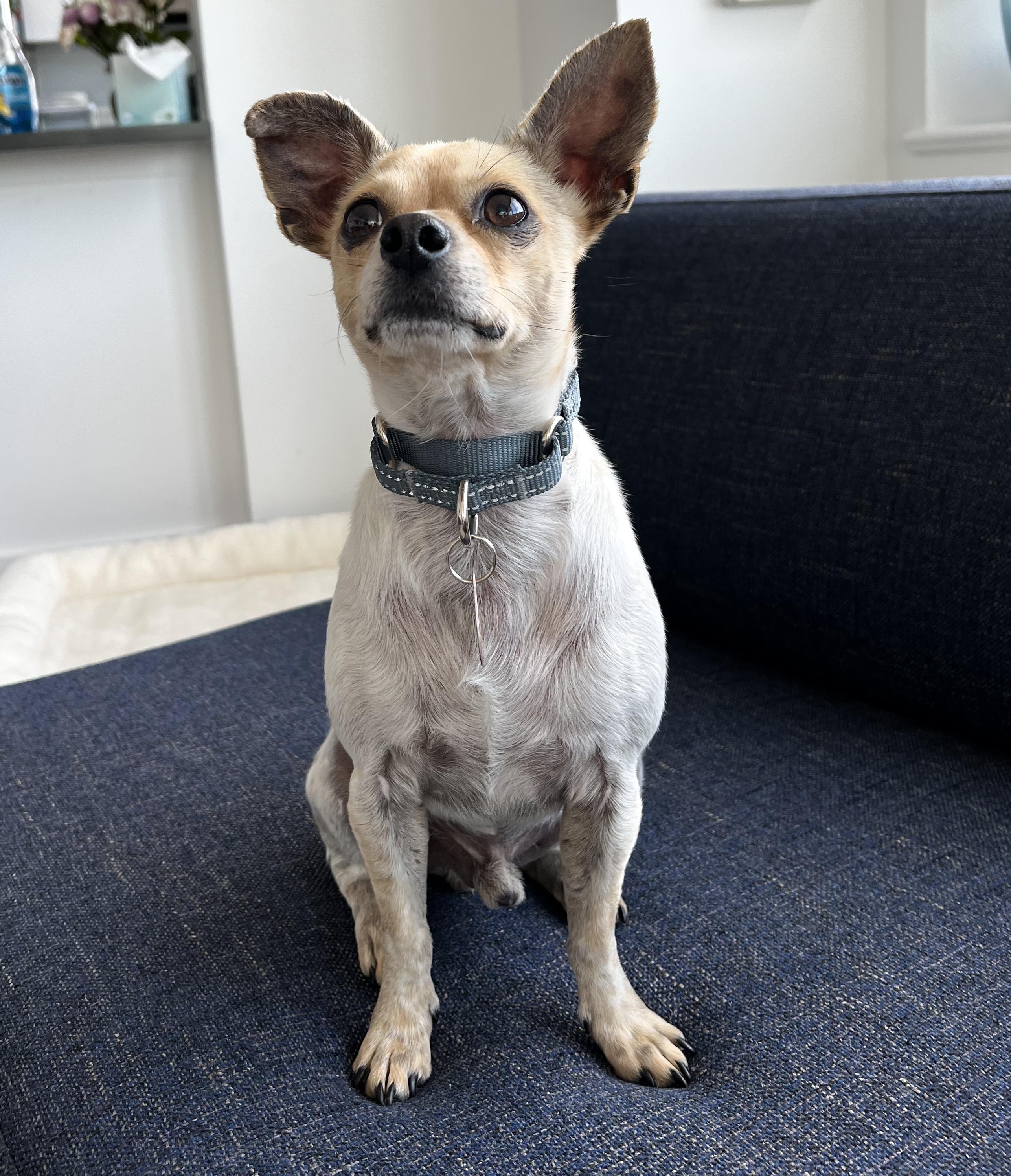 Enlarge Pete, a Adoptable Chihuahua in Brooklyn, NY image 3/6
