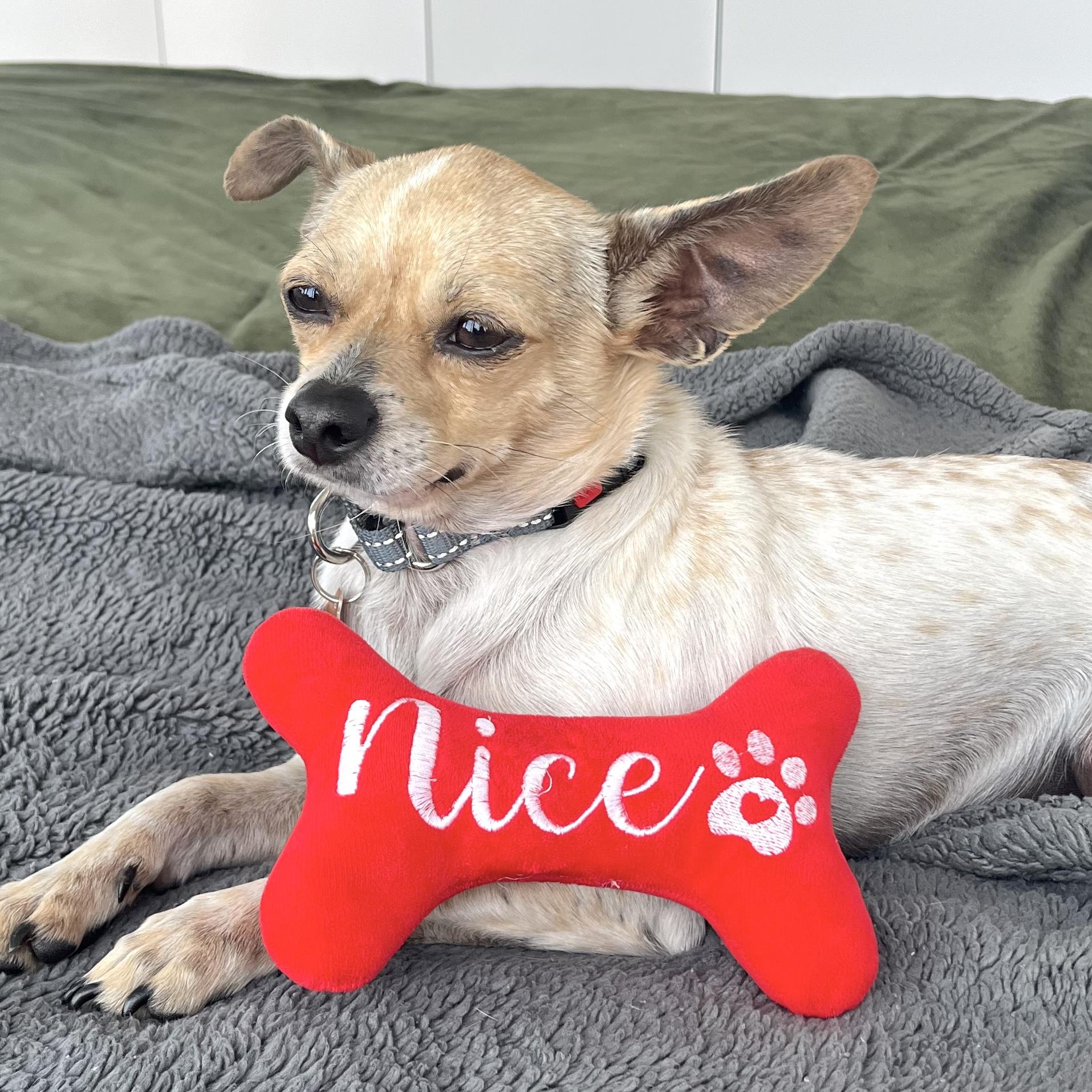Enlarge Pete, a Adoptable Chihuahua in Brooklyn, NY image 6/6