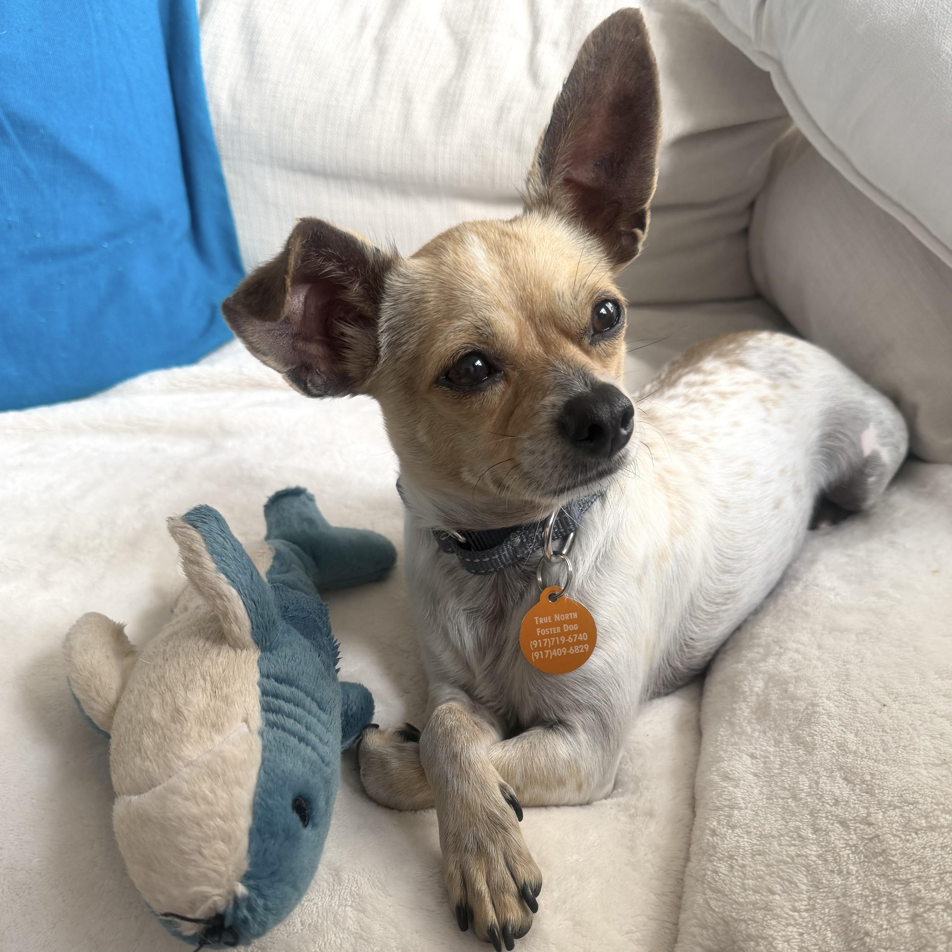 Enlarge Pete, a Adoptable Chihuahua in Brooklyn, NY image 1/6