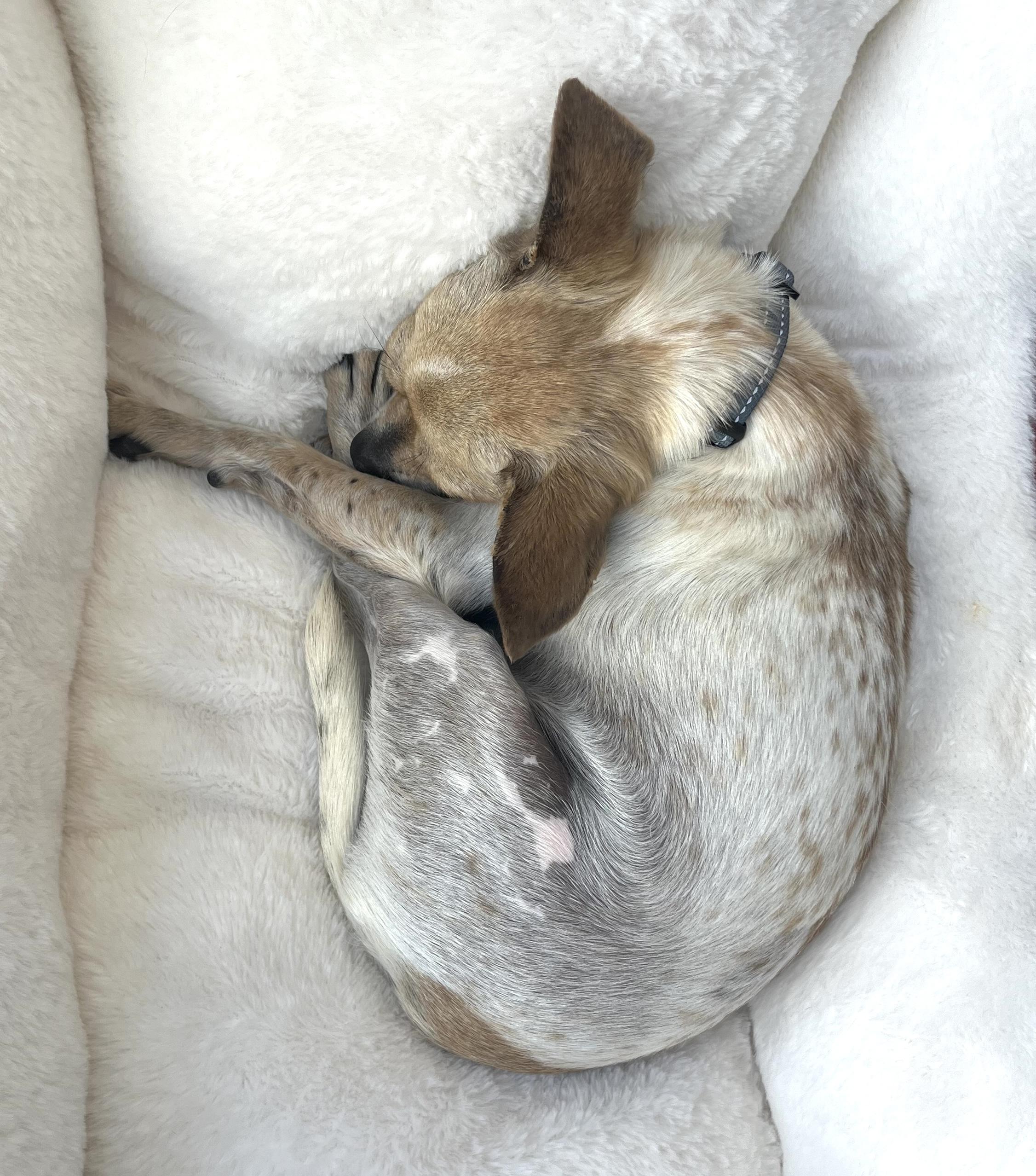 Enlarge Pete, a Adoptable Chihuahua in Brooklyn, NY image 5/6