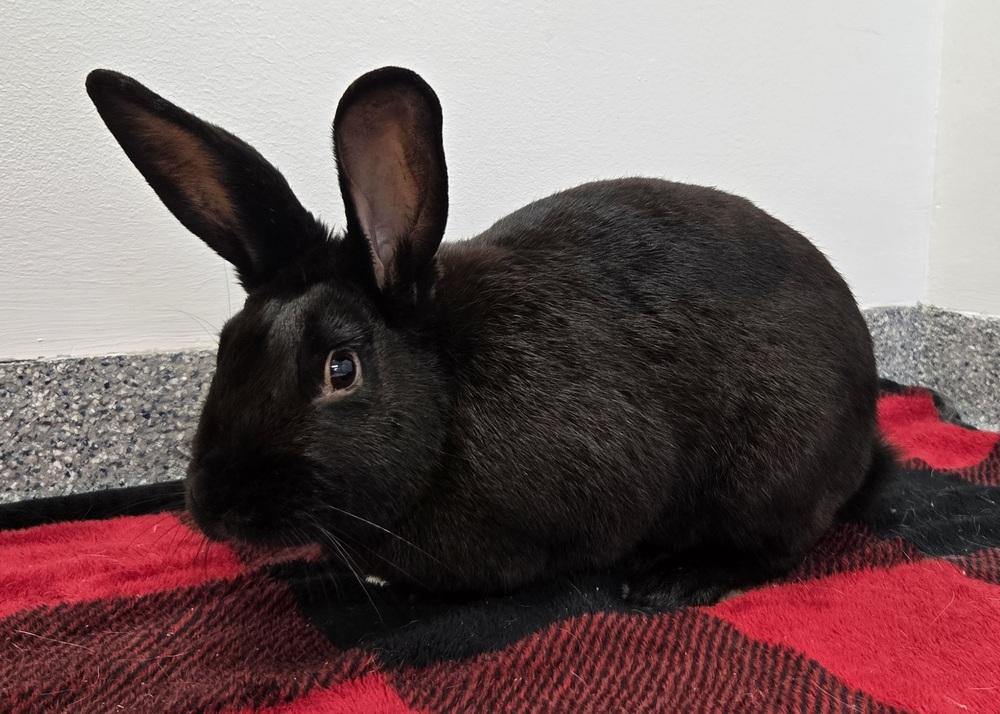 Prescott, Adoptable, Adult Male Bunny Rabbit.