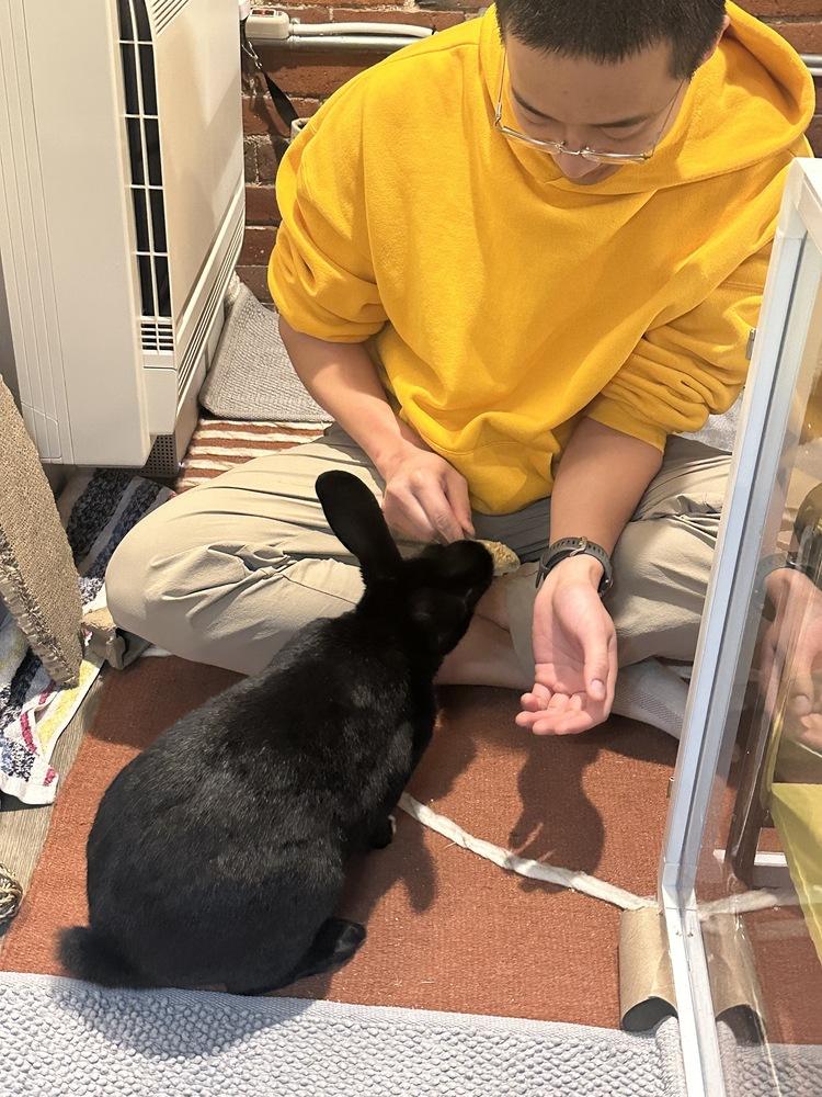 Enlarge Prescott, a Adoptable mixed breed in Westford, MA image 3/6