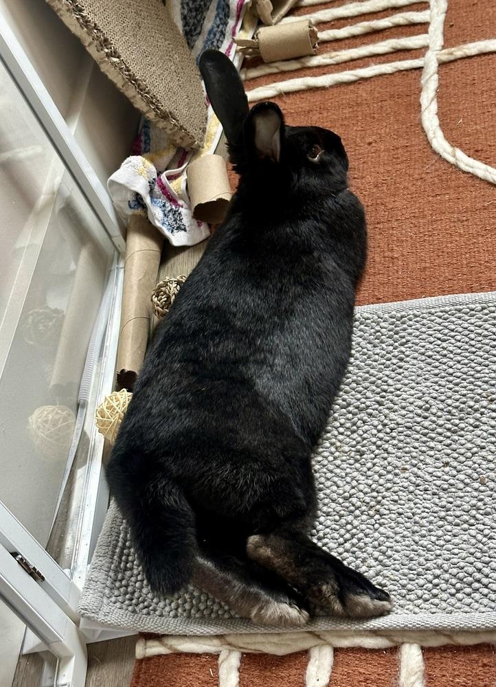 Enlarge Prescott, a Adoptable mixed breed in Westford, MA image 4/6