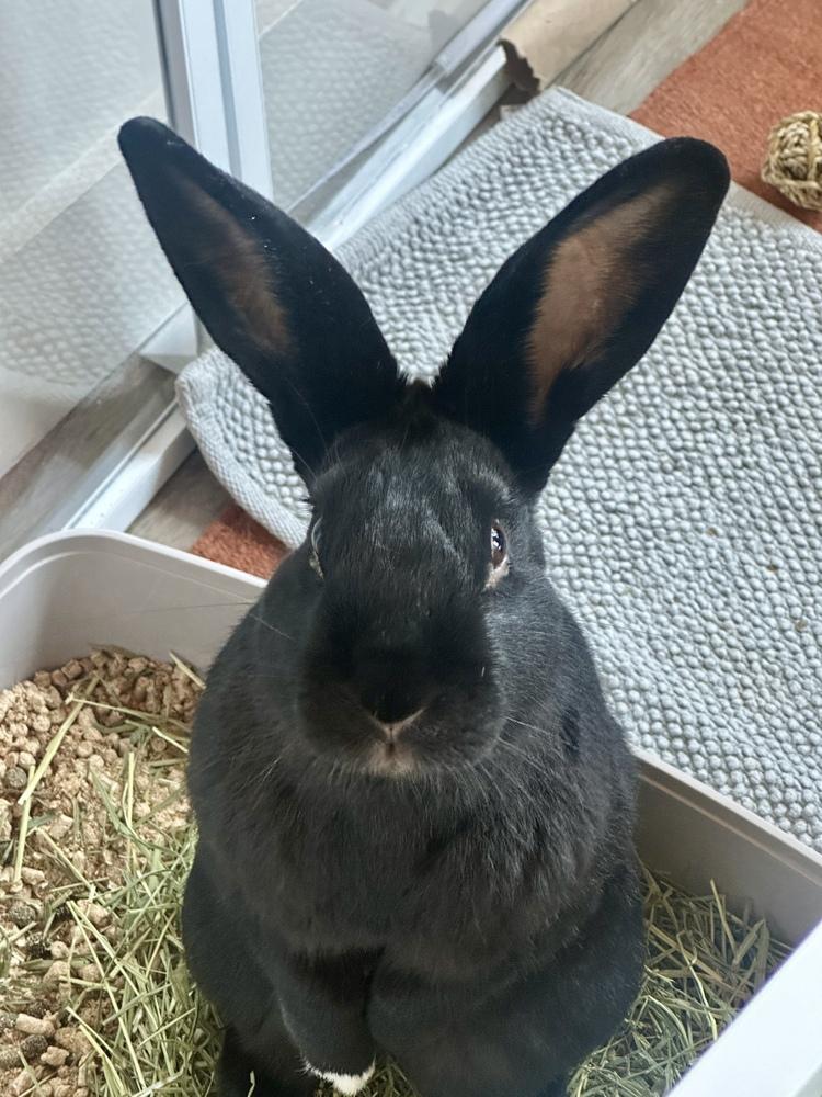 Enlarge Prescott, a Adoptable mixed breed in Westford, MA image 5/6