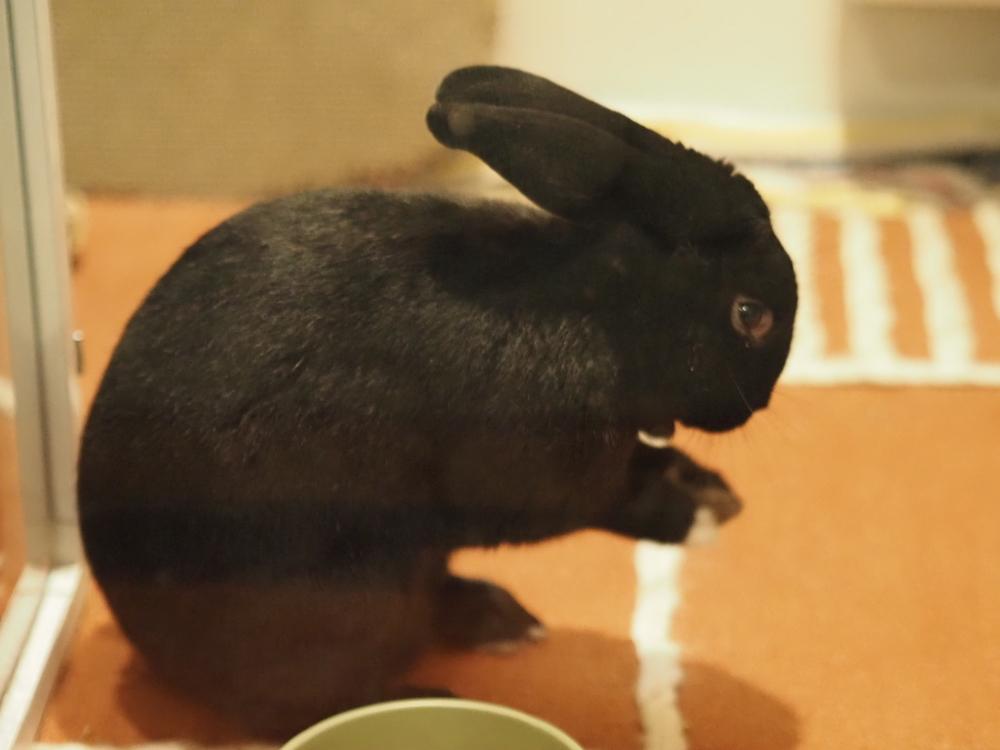 Enlarge Prescott, a Adoptable mixed breed in Westford, MA image 6/6