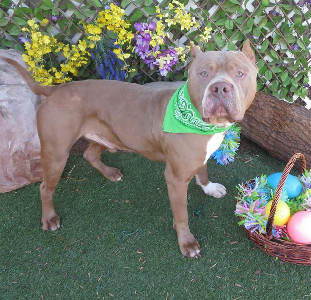 BIG ED, Adoptable, Young Male Pit Bull Terrier.