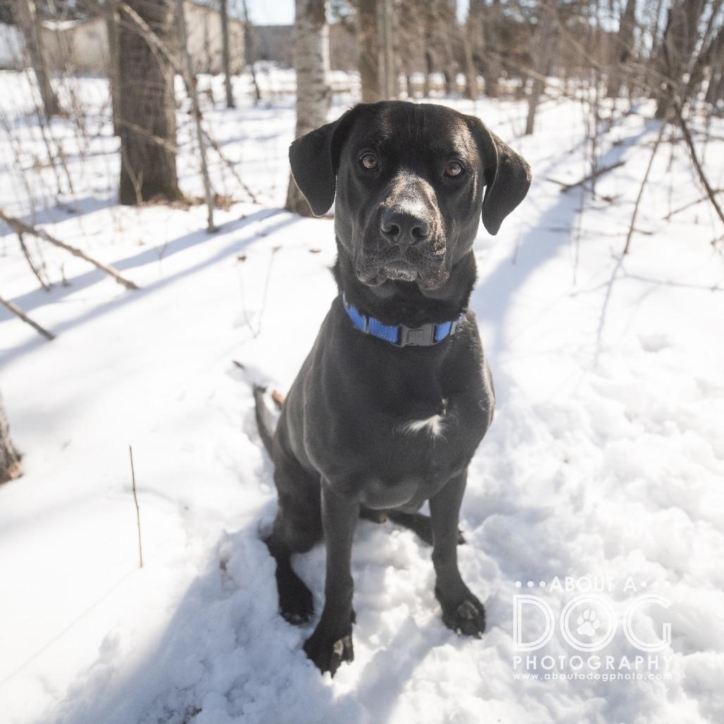 Enlarge Bullet, a Adoptable Mixed Breed in Saint Cloud, MN image 1/4