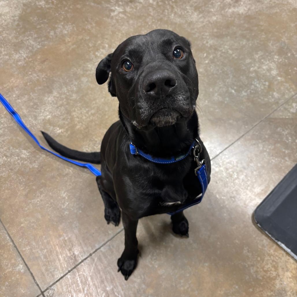 Enlarge Bullet, a Adoptable Mixed Breed in Saint Cloud, MN image 2/4