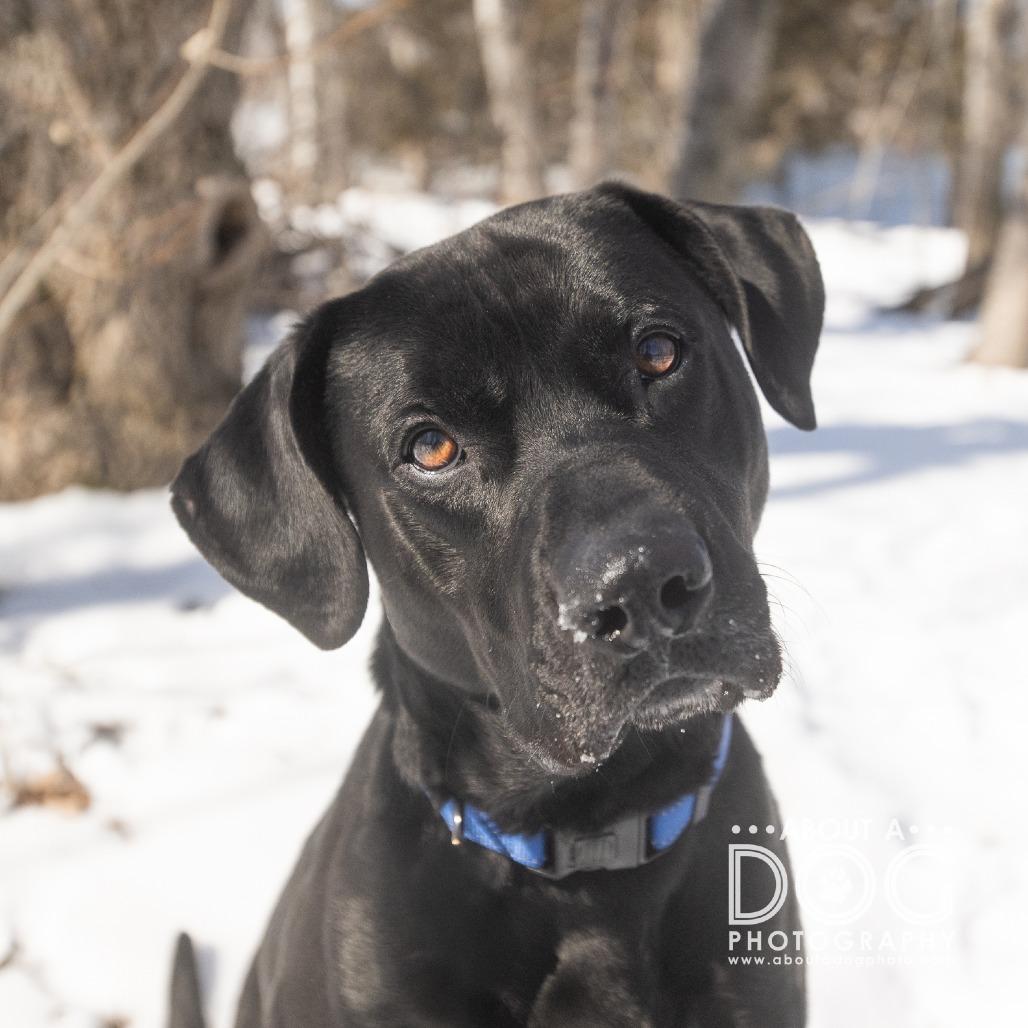 Enlarge Bullet, a Adoptable Mixed Breed in Saint Cloud, MN image 3/4