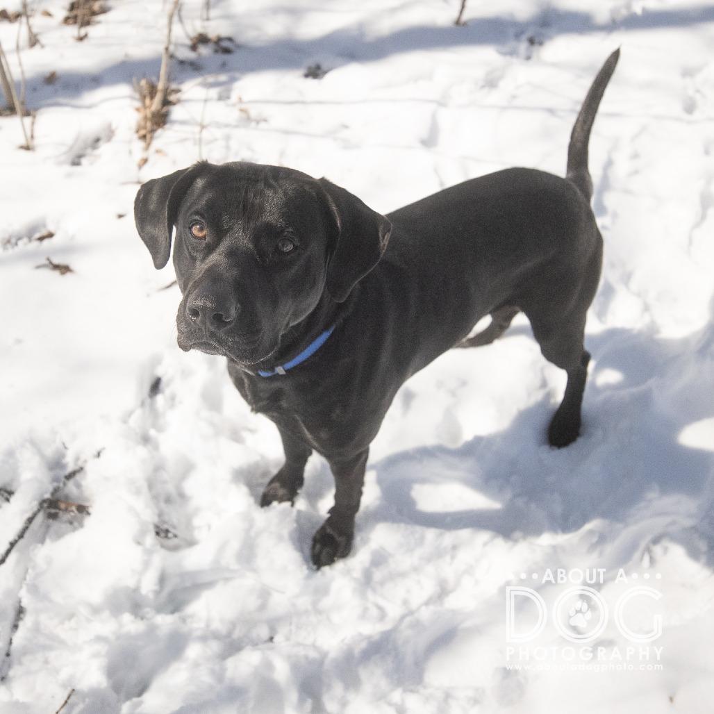 Enlarge Bullet, a Adoptable Mixed Breed in Saint Cloud, MN image 4/4