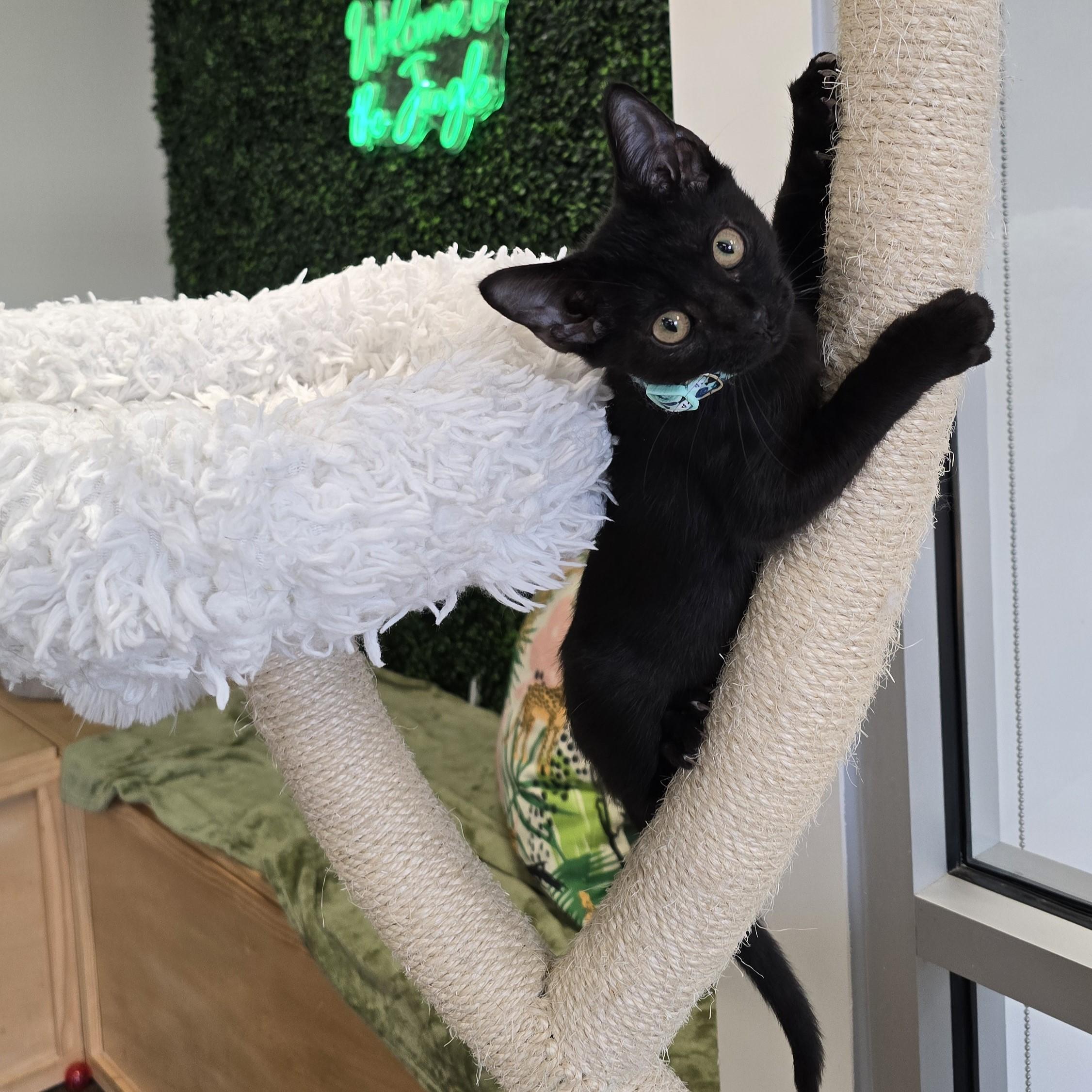 Enlarge Lincoln, a Adoptable Domestic Short Hair in Nashville, TN image 6/6