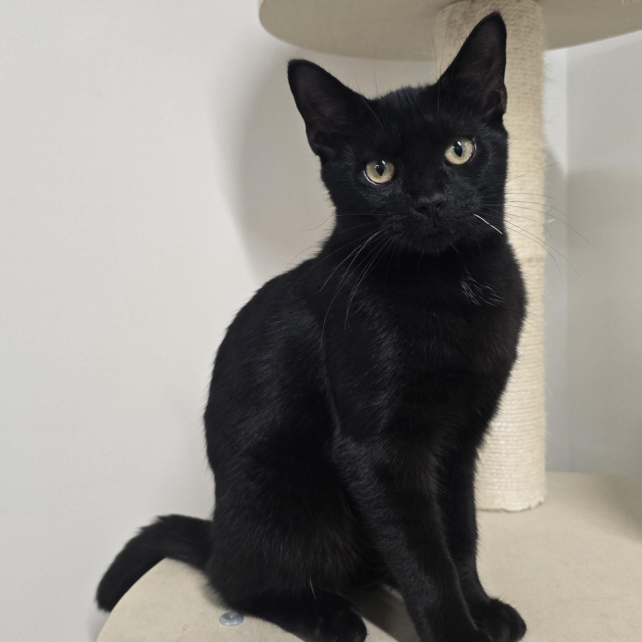 Lincoln, Adoptable, Young Male Domestic Short Hair.