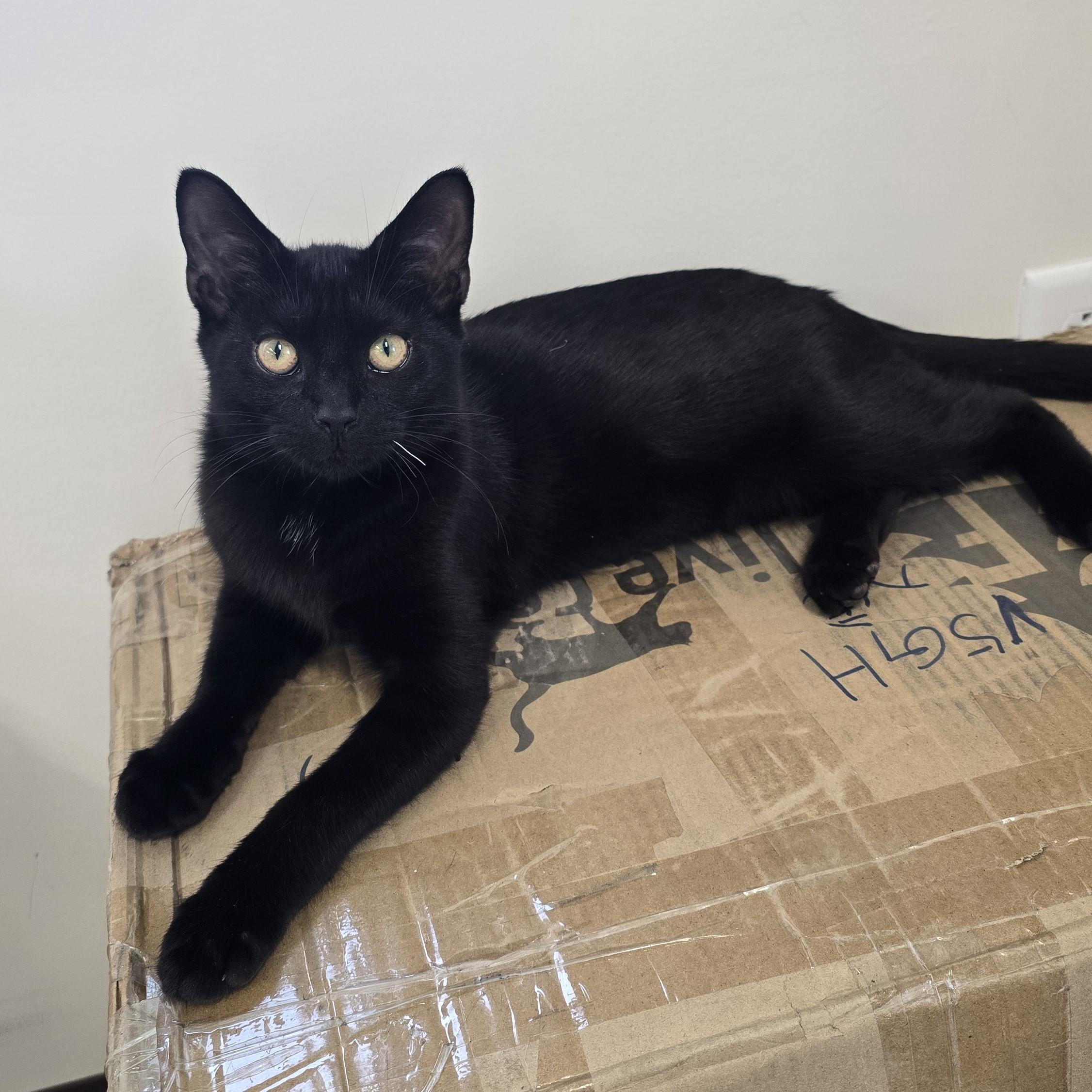 Enlarge Lincoln, a Adoptable Domestic Short Hair in Nashville, TN image 4/6