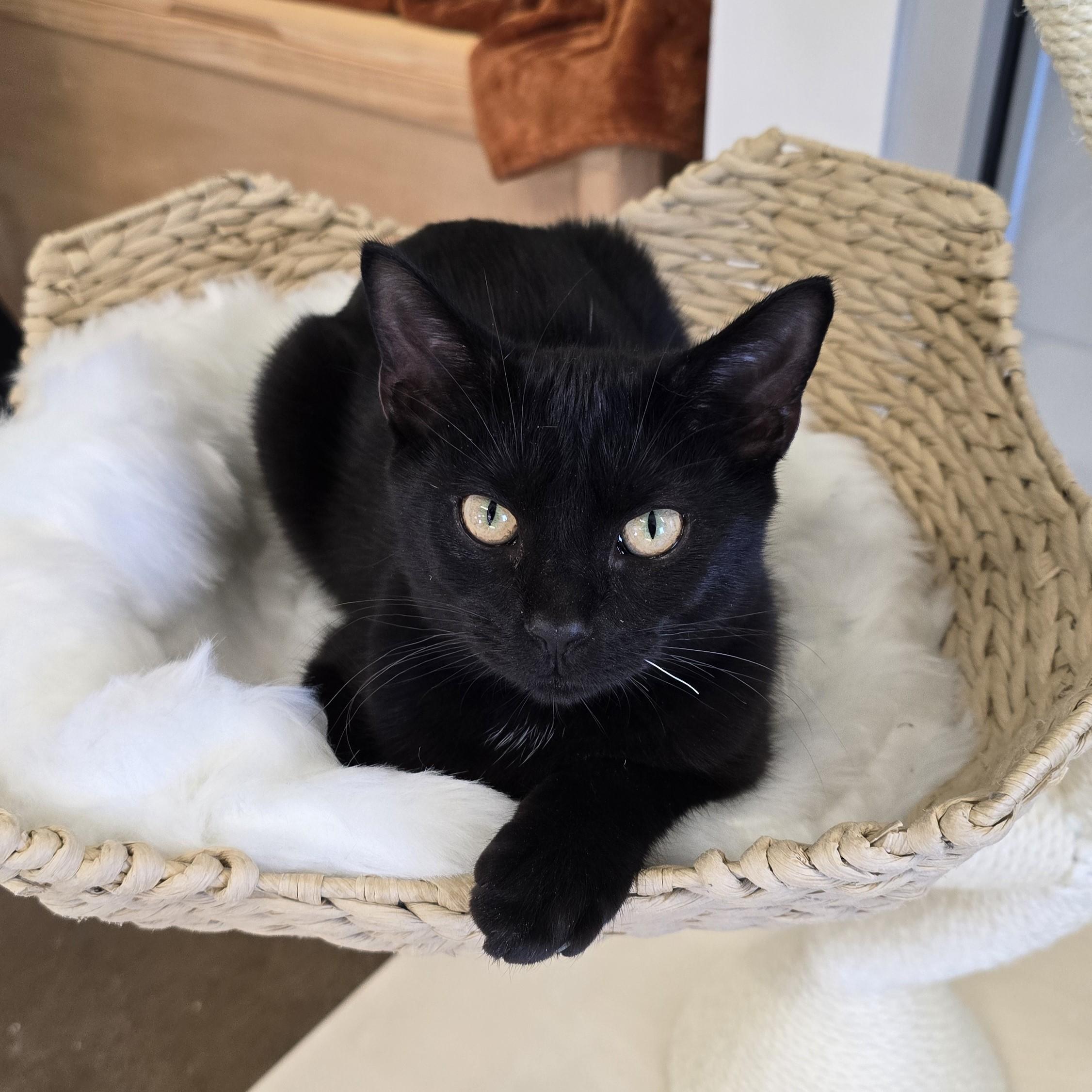 Enlarge Lincoln, a Adoptable Domestic Short Hair in Nashville, TN image 2/6