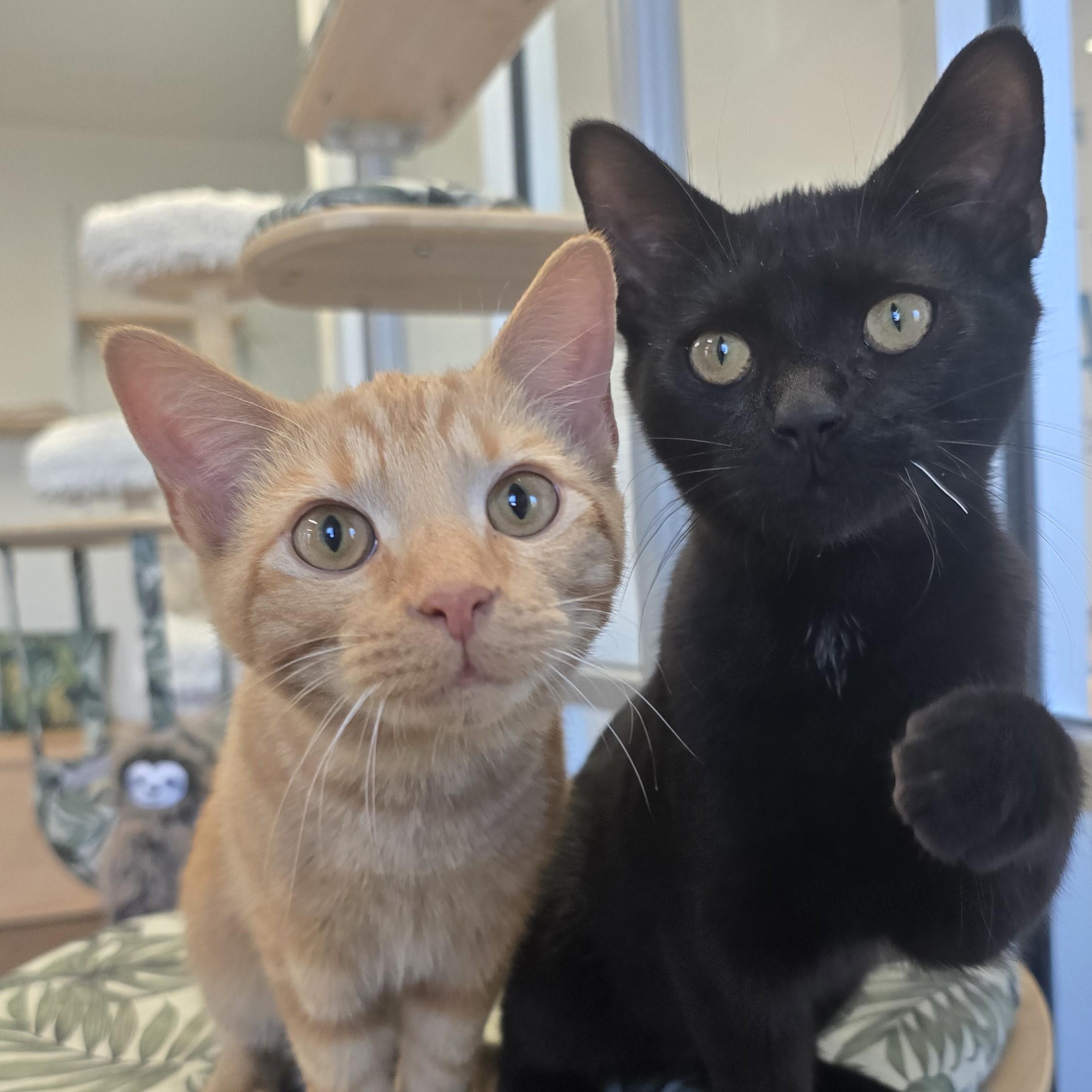 Enlarge Lincoln, a Adoptable Domestic Short Hair in Nashville, TN image 3/6