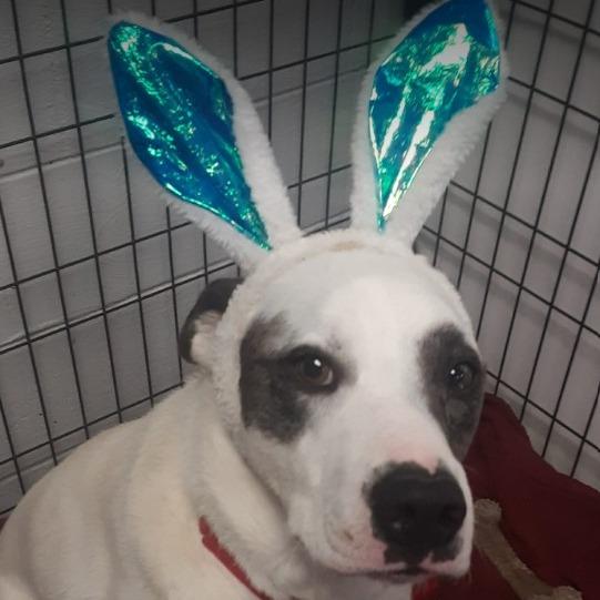 Enlarge Kano, a Adoptable Australian Cattle Dog / Blue Heeler in Gordonsville, TN image 2/6