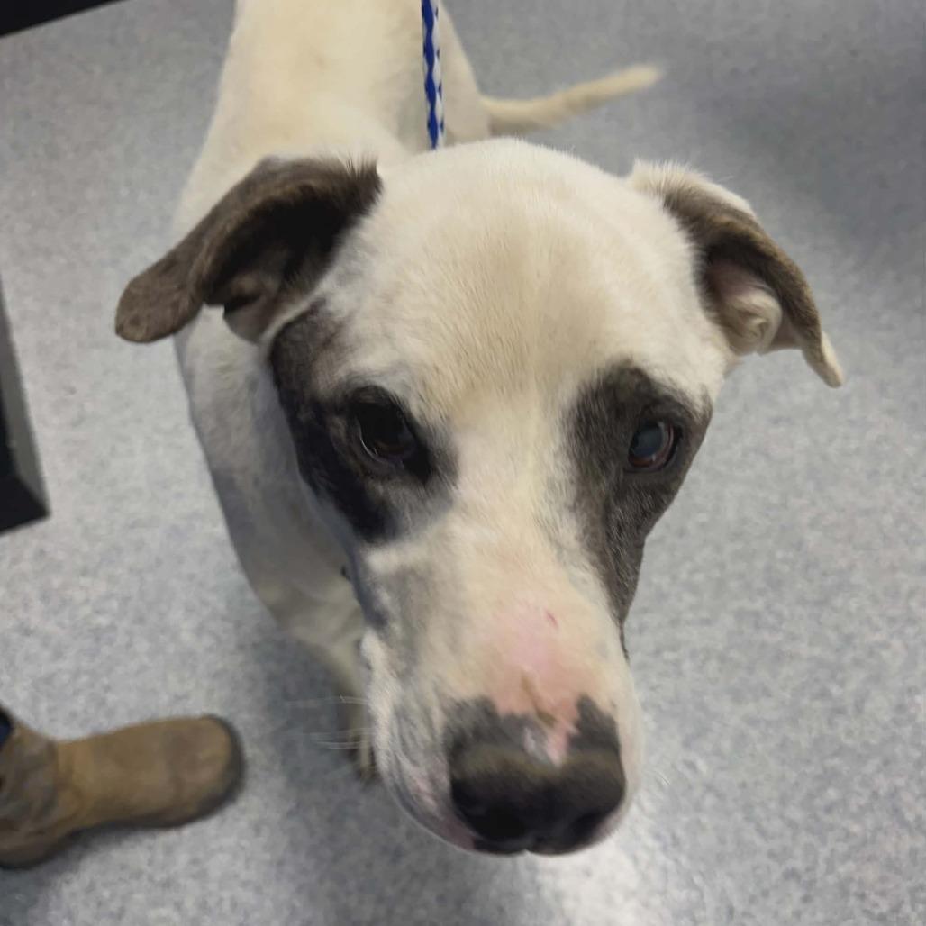 Enlarge Kano, a Adoptable Australian Cattle Dog / Blue Heeler in Gordonsville, TN image 2/6