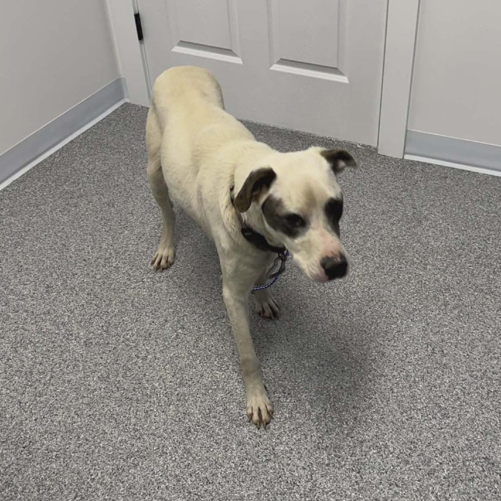 Enlarge Kano, a Adoptable Australian Cattle Dog / Blue Heeler in Gordonsville, TN image 3/6