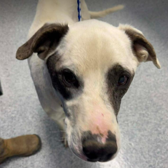 Enlarge Kano, a Adoptable Australian Cattle Dog / Blue Heeler in Gordonsville, TN image 4/6