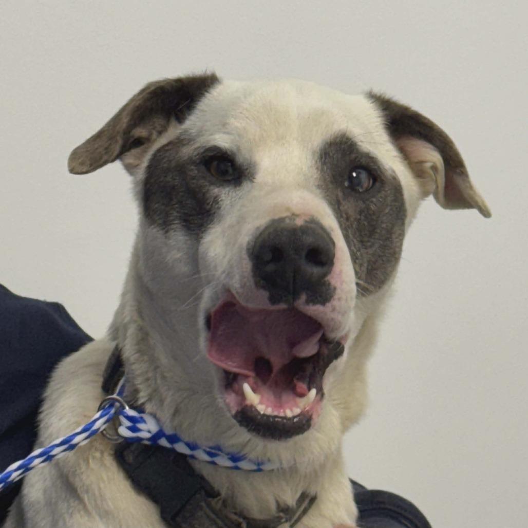 Enlarge Kano, a Adoptable Australian Cattle Dog / Blue Heeler in Gordonsville, TN image 5/6