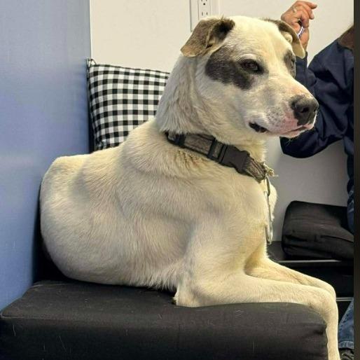 Enlarge Kano, a Adoptable Australian Cattle Dog / Blue Heeler in Gordonsville, TN image 6/6