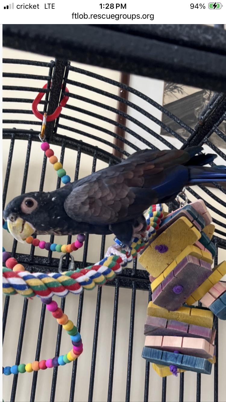 Enlarge Peanut (AKA Murphy), a Adopted Pionus in Belford, NJ image 1/2