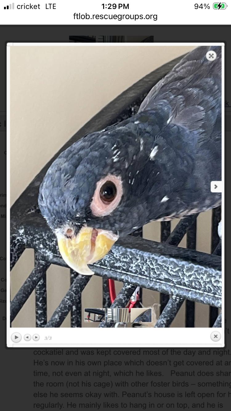 Enlarge Peanut (AKA Murphy), a Adopted Pionus in Belford, NJ image 2/2