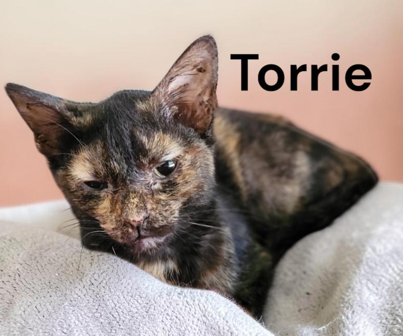 Enlarge Torrie, a Adoptable Tortoiseshell in Chesapeake, VA image 2/2