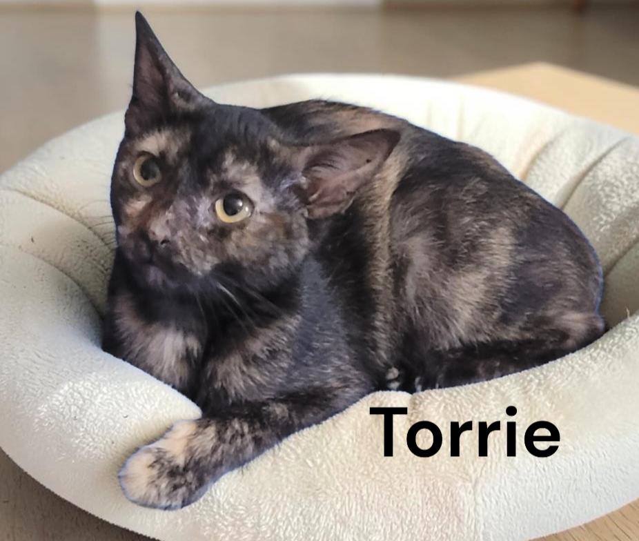 Enlarge Torrie, a Adoptable Tortoiseshell in Chesapeake, VA image 1/2