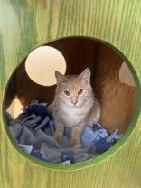 Enlarge Churro, a Adoptable Domestic Short Hair in Potsdam, NY image 1/1