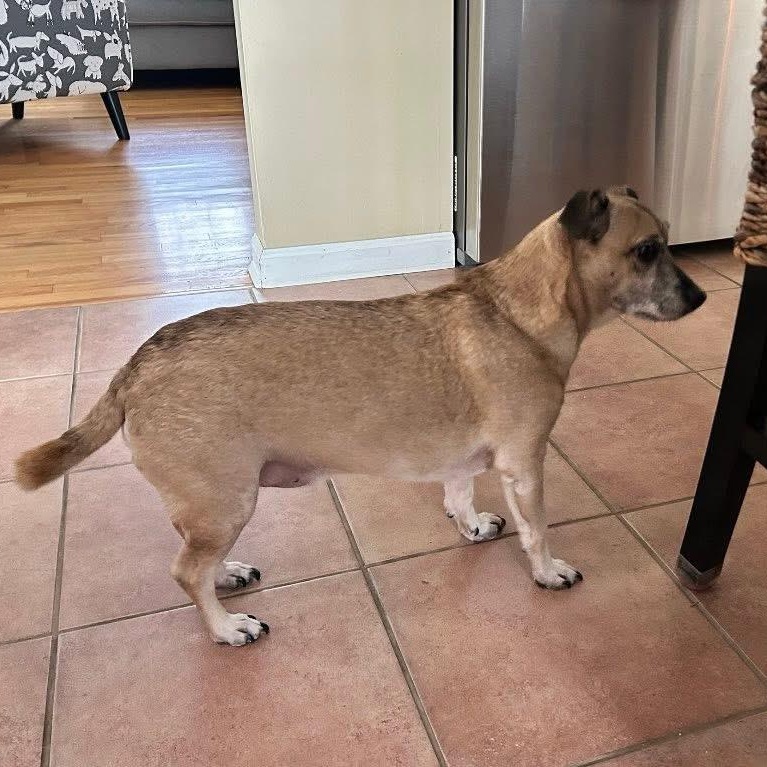 Dax, an adopted Terrier in Barkhamsted, CT image 3/3