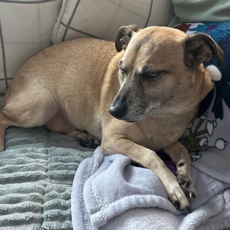 Dax, ADOPTABLE, Adult Male Terrier.