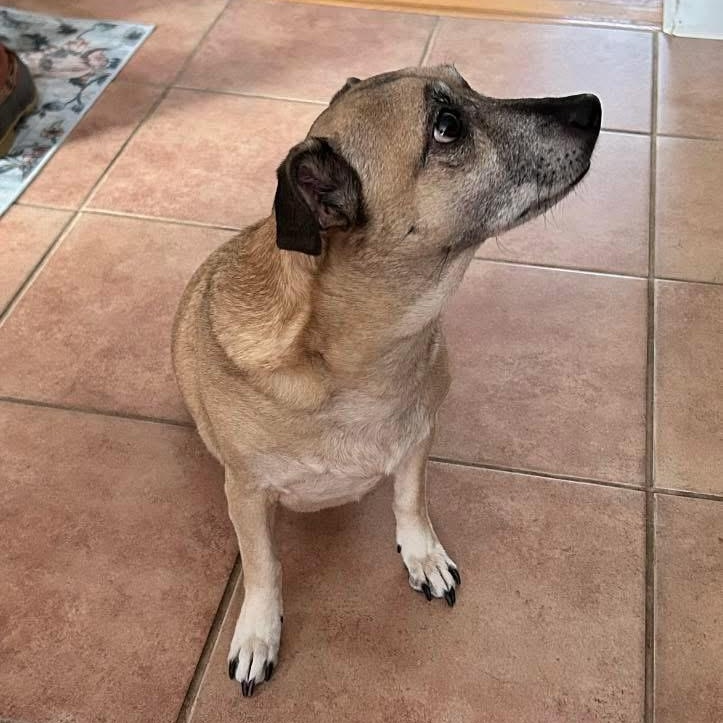 Dax, an adopted Terrier in Barkhamsted, CT image 2/3