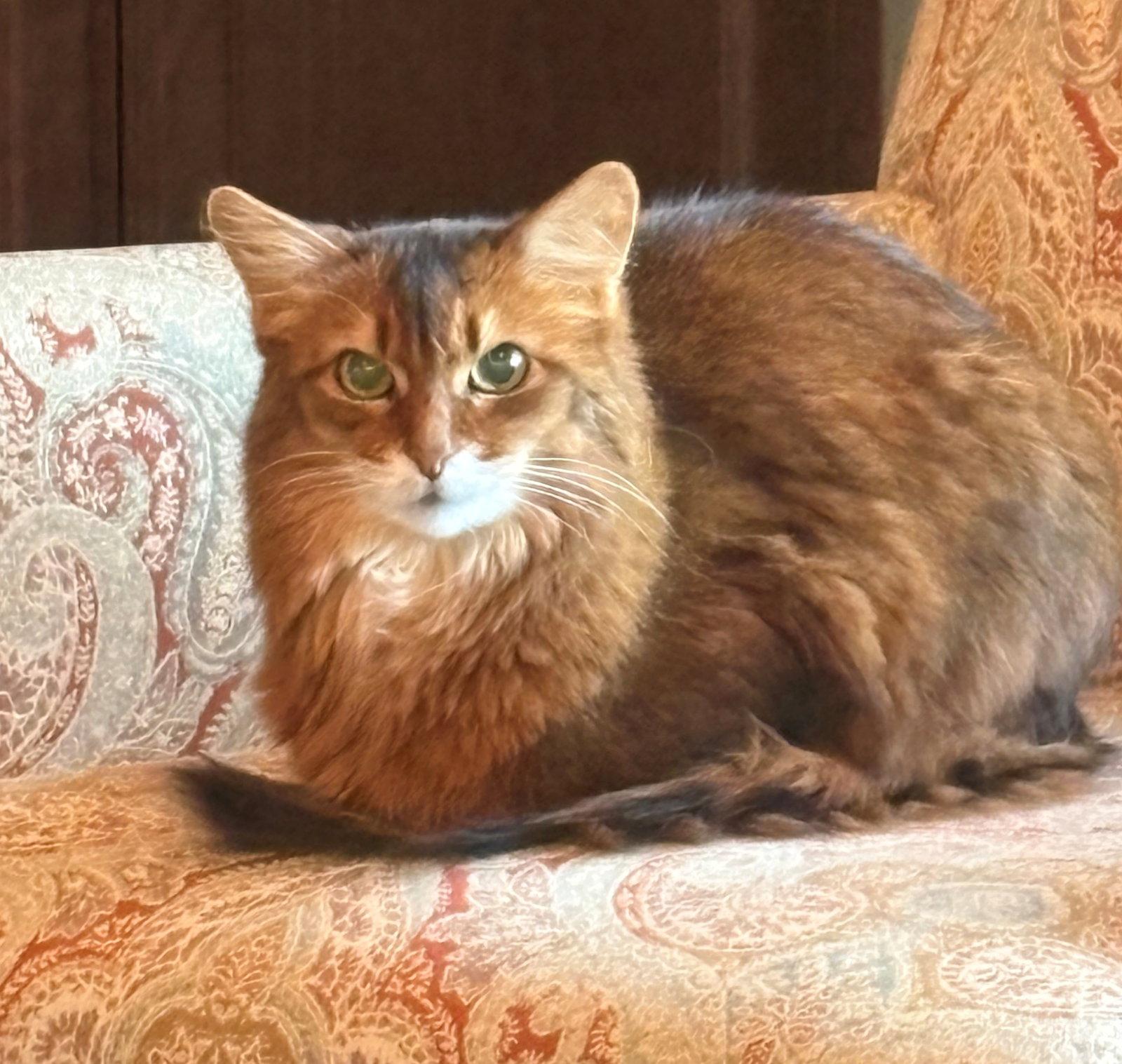 Enlarge MATTIE #1869 - Offered y Owner - Somali Senior, a Adopted Somali in Hillsboro, OR image 1/3