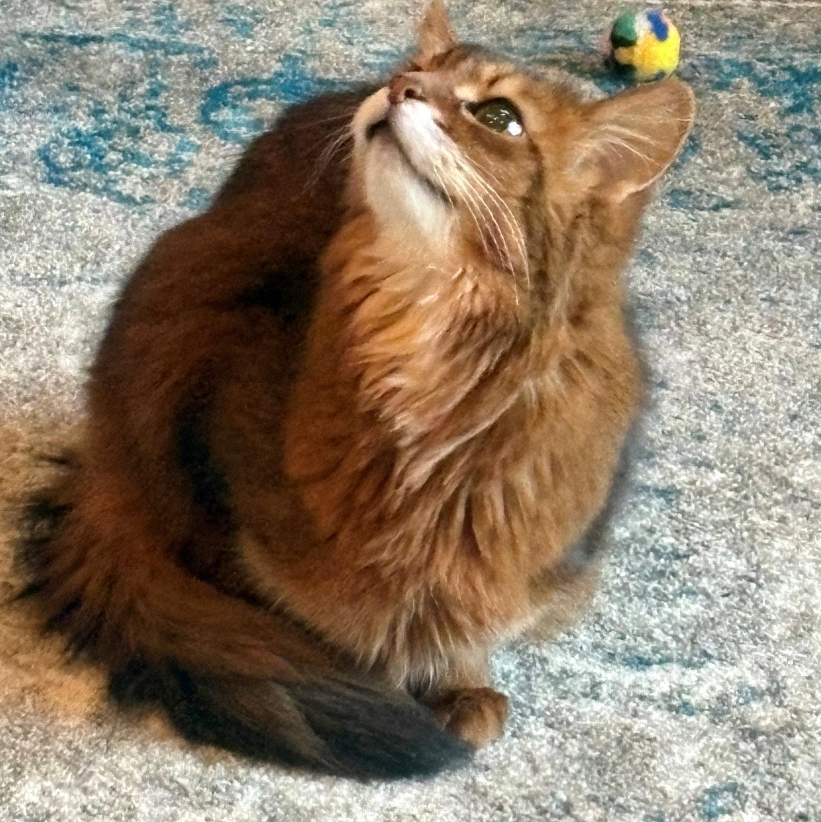 Enlarge MATTIE #1869 - Offered y Owner - Somali Senior, a Adopted Somali in Hillsboro, OR image 2/3