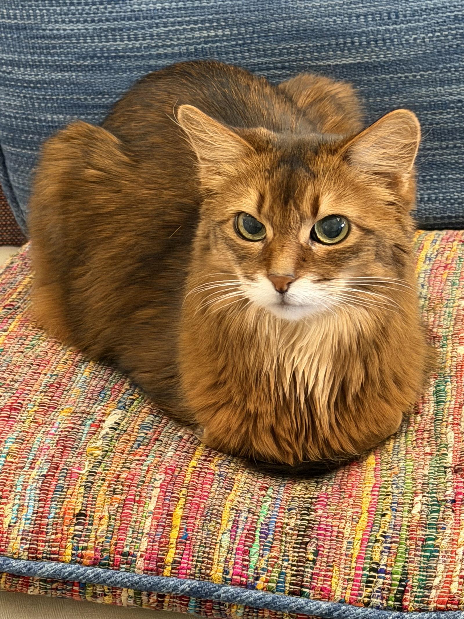 Enlarge MATTIE #1869 - Offered y Owner - Somali Senior, a Adopted Somali in Hillsboro, OR image 3/3