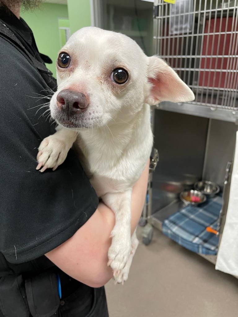 Tater Tot, Adopted, Adult Male Chihuahua.