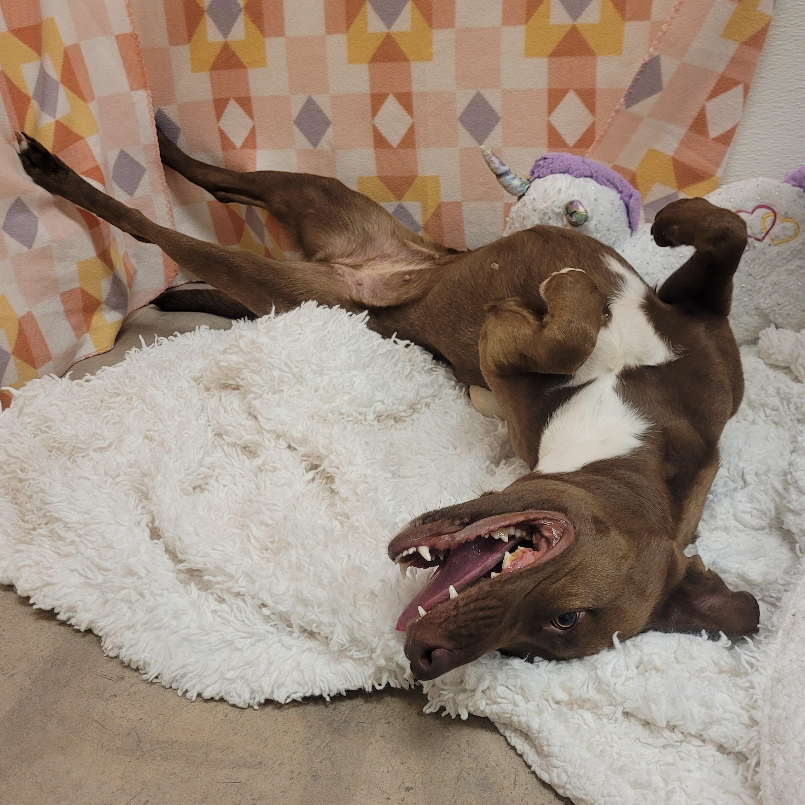 Enlarge Lady, a ADOPTABLE mixed breed in ALPINE, TX image 4/6