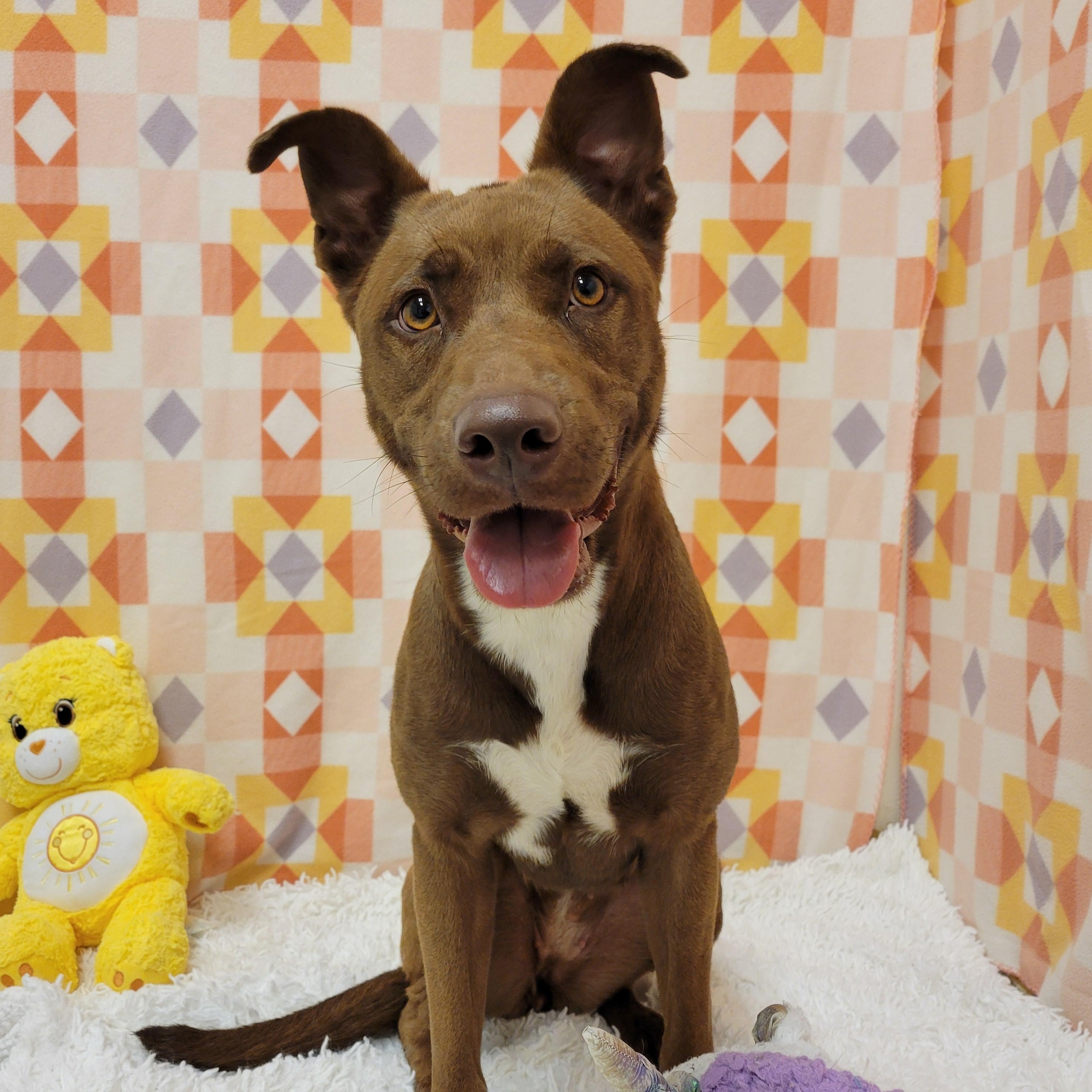 Enlarge Lady, a ADOPTABLE mixed breed in ALPINE, TX image 6/6