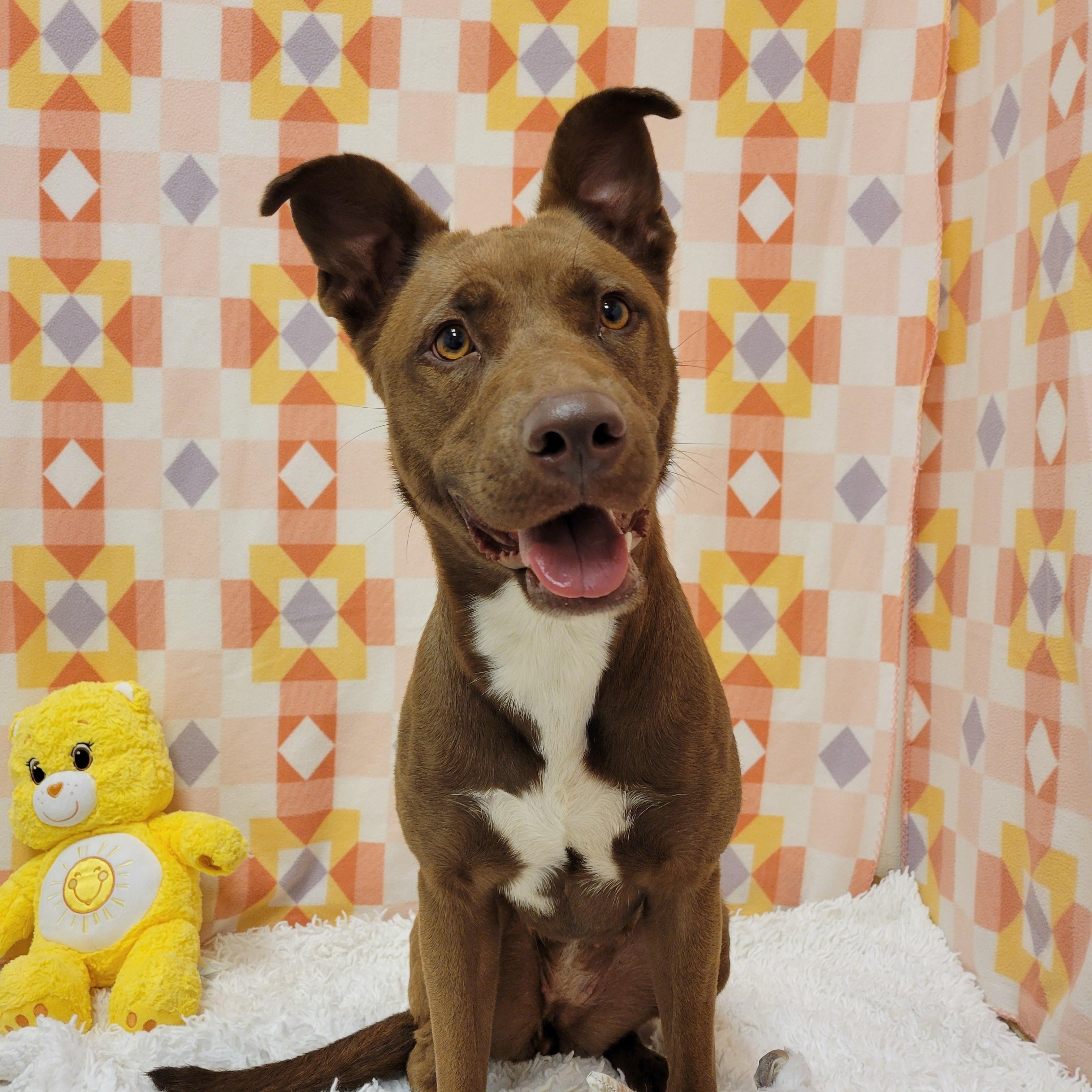 Enlarge Lady, a ADOPTABLE mixed breed in ALPINE, TX image 2/6