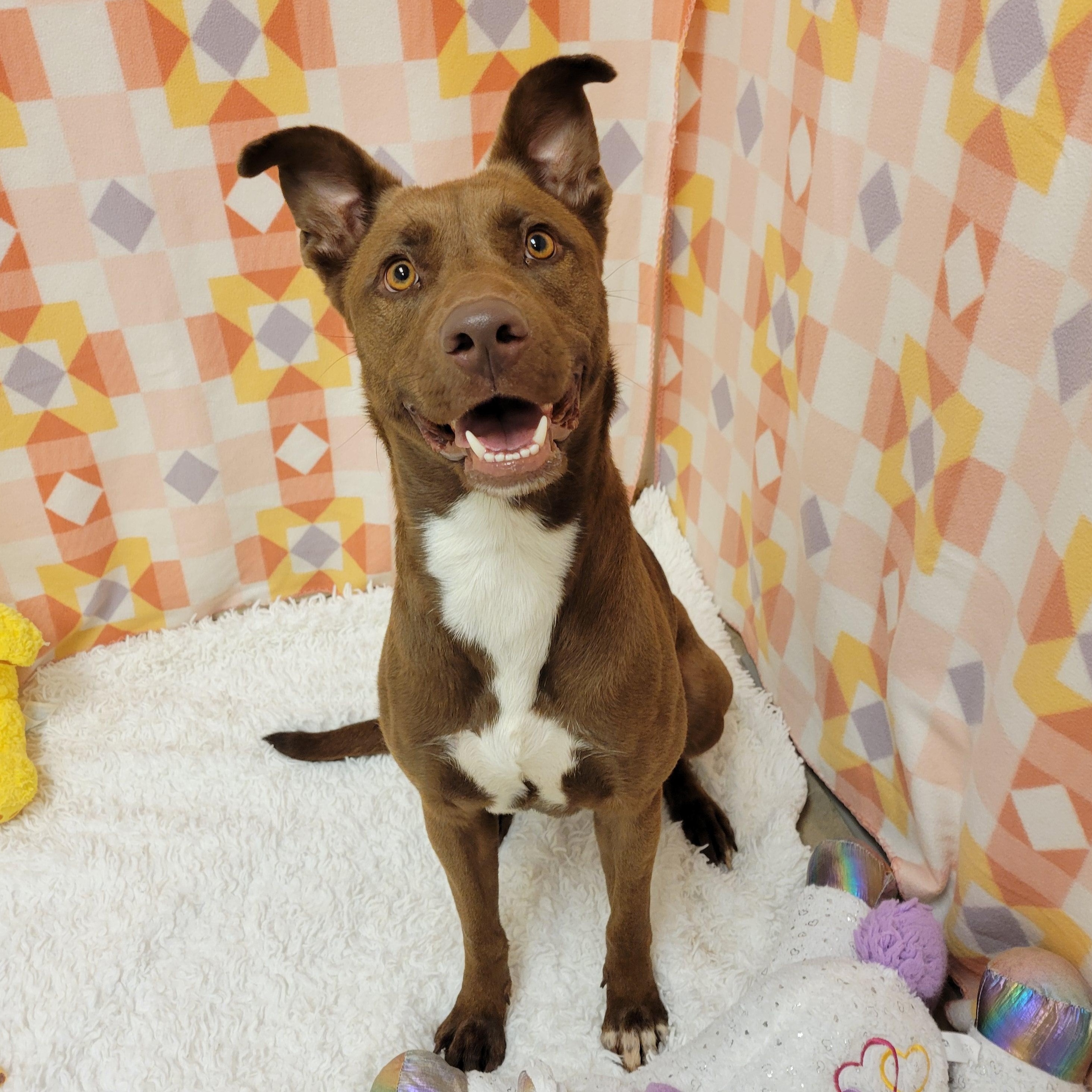 Enlarge Lady, a ADOPTABLE mixed breed in ALPINE, TX image 3/6