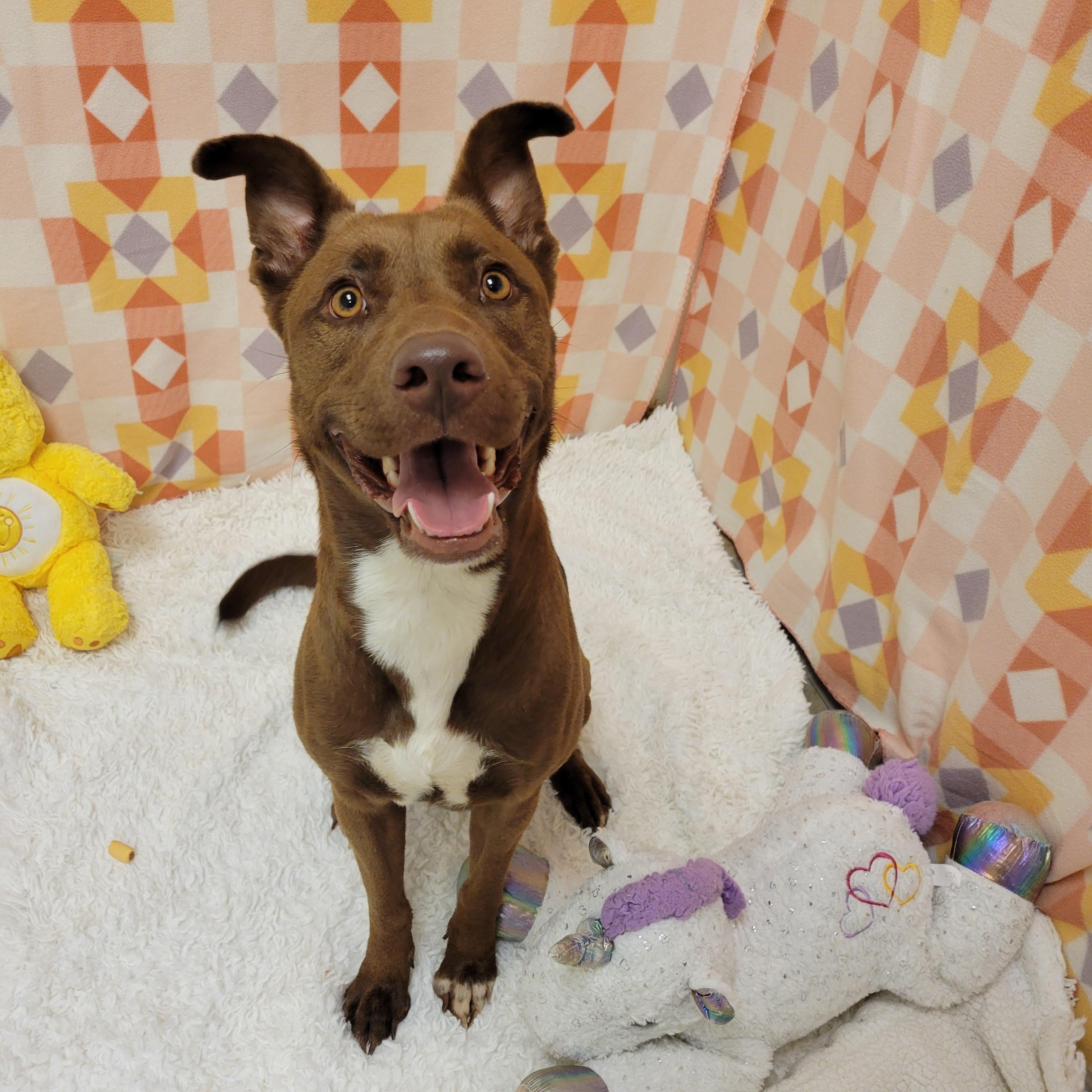 Enlarge Lady, a ADOPTABLE mixed breed in ALPINE, TX image 5/6